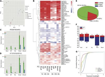 Tissue-specific transcriptomic analysis uncovers potential roles of natural antisense transcripts in Arabidopsis heat stress response